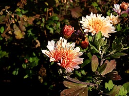 花,性质,工厂