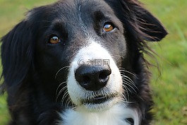 边境牧羊犬,狗,英国牧羊犬