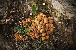 蘑菇,森林,秋