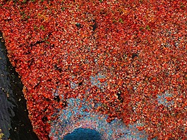 秋,性質(zhì),景觀