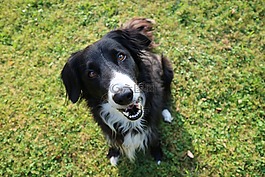 边境牧羊犬,狗,英国牧羊犬
