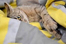 貓,家貓,看看