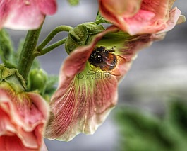 熊蜂,花,夏天