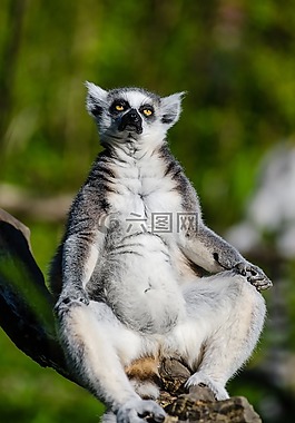 狐猴,環(huán)尾狐猴,靈長類動物