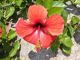 芙蓉,花,紅色