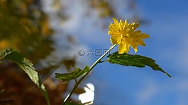 拉南凯尔灌木,黄色,开花