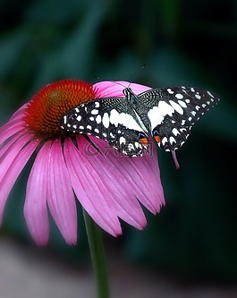 花,蝴蝶,紫色
