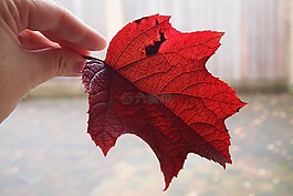 紅色的秋葉,手,手指