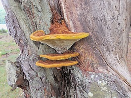 樹(shù),扁平,自然