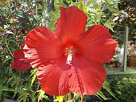 槿,红色的花,充满活力