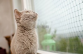 貓,網(wǎng)格,窗口
