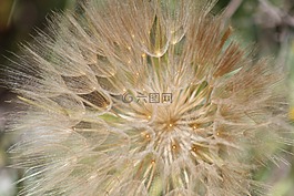 蒲公英,宏,植物