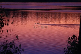 湖,日落,鴨子