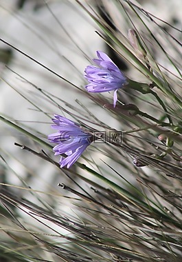 植物,性質(zhì),山的花