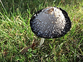蘑菇,草,自然