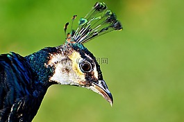 鳥,孔雀,孔雀羽毛