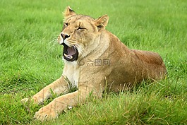 獅子,母獅,動物