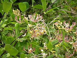 野生蘭花,花,蘭花