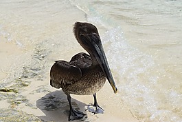 鵜,動物,海灘