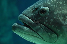 魚,水族館,動(dòng)物