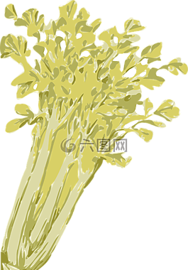 芹菜,蔬菜,綠色