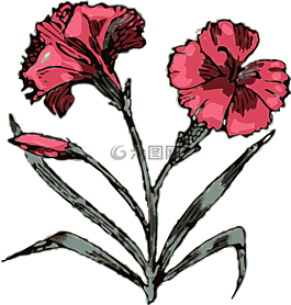 康乃馨,鲜花,粉红色