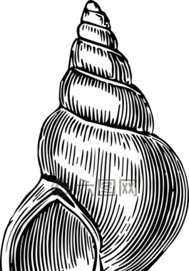 外殼,海洋,海灘