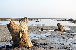 珊瑚,海,海灘