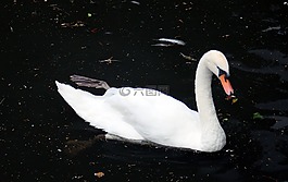 天鵝,鳥,水禽