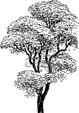 樹,黑色和白色,分支機(jī)構(gòu)