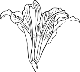 百合,复活节百合,马蹄莲