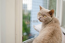 貓,動物,家貓