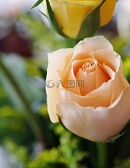 玫瑰,玫瑰花蕾,花