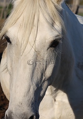馬,動物,騎馬