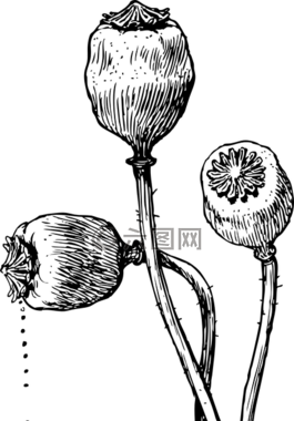 罌粟,豆莢,種子