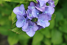 鮮花,紫,開花