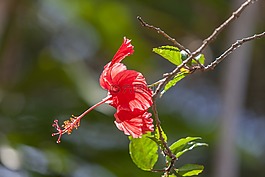 花,芙蓉消除歧義,紅芙蓉