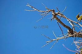 科,秋季,天空