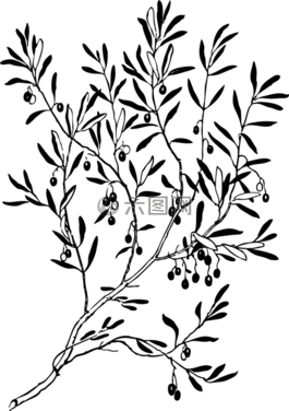 分支機(jī)構(gòu),葉子,植物
