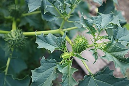 刺蘋果,廠,有毒