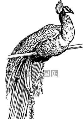 孔雀,鳥,坐