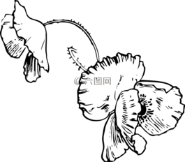 花,花瓣,花店