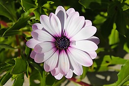 花,紫,性質(zhì)