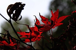 針葉楓葉,秋天樹葉,紅色