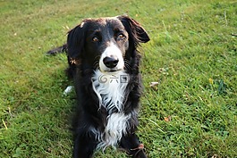 边境牧羊犬,狗,英国牧羊犬