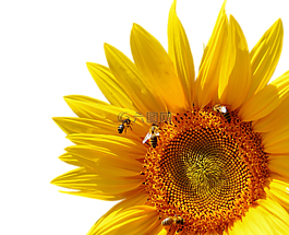 太陽花,蜜蜂,夏季