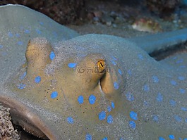 光線,藍色斑點黃貂魚,魚