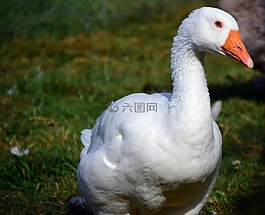 鵝,國內(nèi)鵝,家禽