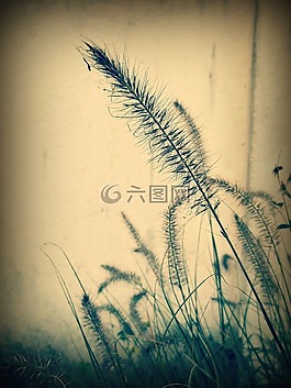 草,廠,性質(zhì)