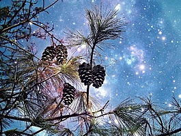 针叶树,松,繁星点点的天空